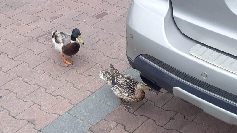 Kachna od nákupního centra na Višňovce se jmenuje Píp a vyrostla v Pohádkové zahradě