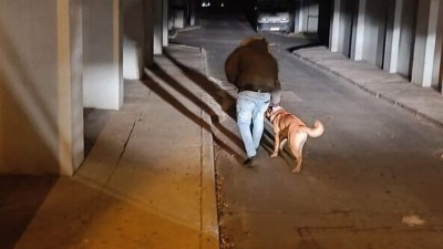 Pes dovedl strážníky k opilému majiteli. Pak si ho i odvedl domů