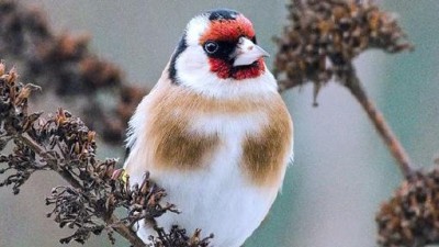 Přikrmujete venkovní ptáčky? Už je ten správný čas. Navíc se můžete zapojit do připravované ptačí hodinky