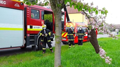 Hmyz ohrožuje obyvatele Pardubického kraje, volají hasiče. Ti radí chvíli počkat