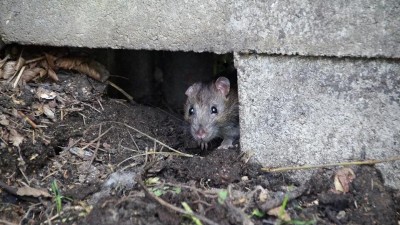Pardubice bojují s potkany