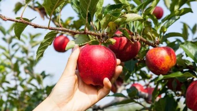 Trhání ovoce na stromech, co lemují silnice, představuje určité riziko. Možná vás ale překvapí, jaké