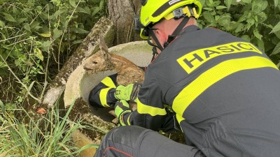 Hasiči pomohli uvězněné srnce zpátky na svobodu