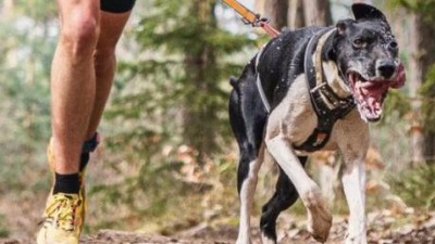 Na dostihovém závodišti se proháněli psi