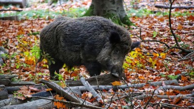 Oblast, kde se vyplácí zástřelné a nálezné za divočáky se kvůli šíření afrického moru prasat v Polsku se rozšiřuje i do Pardubického kraje