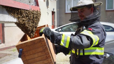 Co dělat, když se vám u domu objeví roj včel?