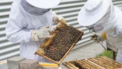 Včelařům, kterým včelstva decimuje mor nebo neznámá otrava, pomohou krajské dotace