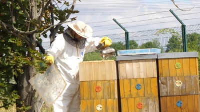VIDEO: REPORTÁŽ: V elektrárně chovají včely, dávají velmi dobrý med. Nyní se stáčí akátový