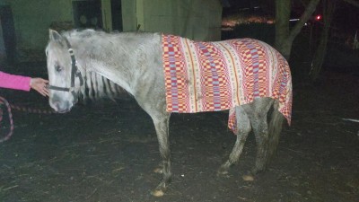 Poník ve stáji ležel a v křečích kopal do zdi