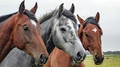 Výstava Koně v akci nabídne na dvě stovky koní a několik premiér a ojedinělých vystoupení