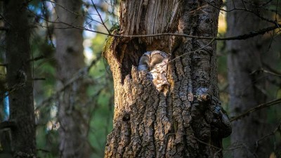Kraj po&scaron;le 1,6 milionu korun na ochranu př&iacute;rody. Třeba na p&eacute;či o sovu p&aacute;lenou i tůni, či na likvidaci kř&iacute;dlatky