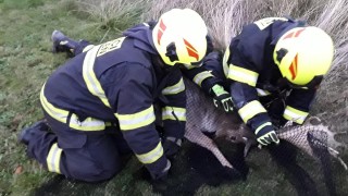 Další zvířecí uprchlík se ubytoval u rodinného domu na zahradě