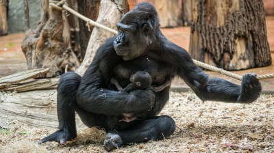 Od sousedů: První miminka přivítaly i zoologické zahrady