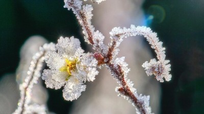 Teploty budou v noci klesat pod bod mrazu, to může poškodit rozkvetlou vegetaci