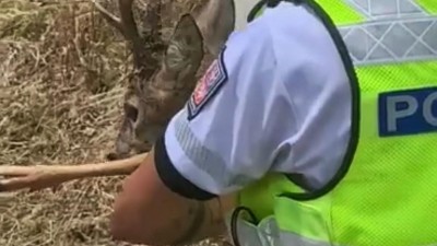 Policisté se snažili zabránit zmatenému srnci, aby vběhnul na silnici, až jednoho z nich zranil