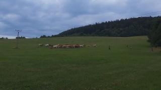 Hasiči odchytávali zatoulané krávy, ty se promenádovaly i po silnici