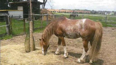 Ukradený kůň. Foto: Policie ČR