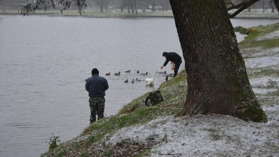 Chodíte s dětmi krmit kachny? Pečivo, kterým jim v dobré víře přilepšujete jim může způsobit vývojové vady či neschopnost létat