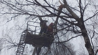Zlomen&aacute; větev stromu nad silnic&iacute; u Poličky ohrožovala proj&iacute;žděj&iacute;c&iacute; auta