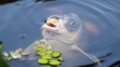 Různé druhy ryb a jarmareční stánky nabídne Rybí jarmark v Chrudimi