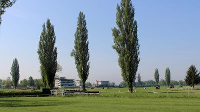 Na dostihovém závodišti v Pardubicích budou kácet devadesátileté topoly