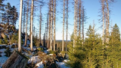 Malí vlastníci lesů budou mít další peníze na těžbu kůrovcového dřeva