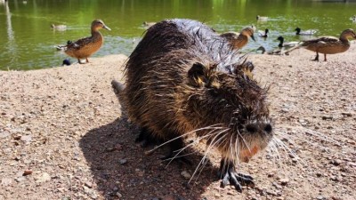 Nutrie. Foto: Oldřich Hájek