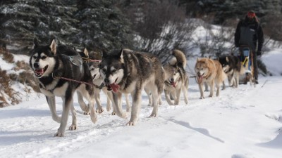 Po Orlick&yacute;ch hor&aacute;ch se proh&aacute;n&iacute; různ&aacute; ps&iacute; spřežen&iacute;