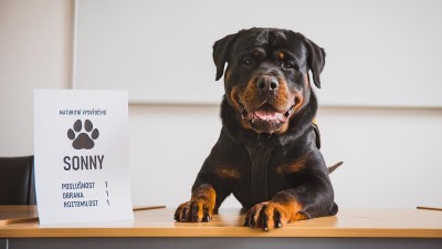 Služební pes strážníků Sonny má maturitu, zkoušky musí skládat každé dva roky