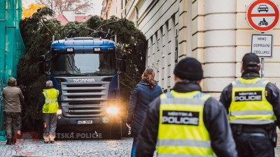 Na Perštýnské náměstí byl dopraven vánoční strom, přivezli ho z Dašic. Projet úzkou ulicí do centra bylo trochu náročné