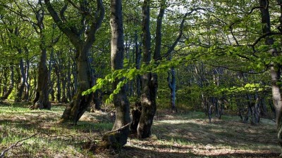 Kvůli kácení stromů je silnice z Černovíru do Ústí nad Orlicí uzavřena a od pondělí počítejte s výlukou na trati