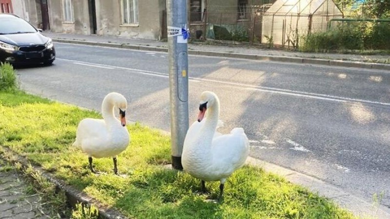 Foto: Městská policie Pardubice