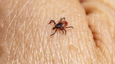 Klíšťata jsou opět „na lovu“. Před obávanou klíšťovou encefalitidou nejlépe chrání očkování