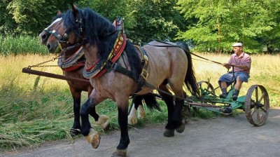 Co si posekali, to si také sní. V Pardubicích dnes sekali květnatou louku s pomocí koní