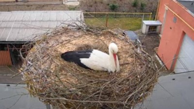 VIDEO: Čápi obsadili zrekonstruované hnízdo v Ústí nad Orlicí.  Sledovat je můžete živě