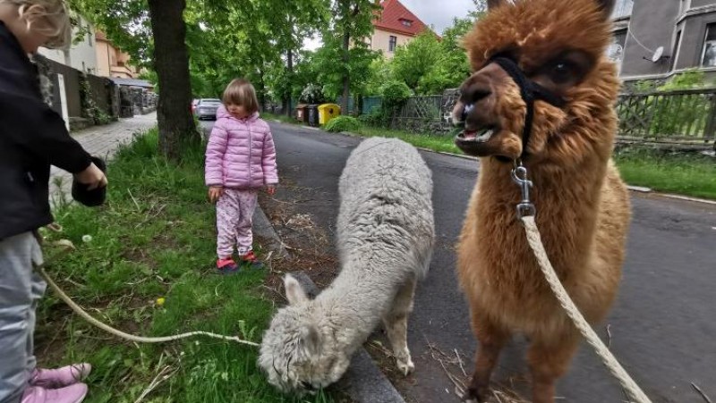 Procházka s lamami. Foto: Oldřich Hájek