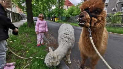 Ve městě na zahradě začali chovat lamy, pořádají s nimi procházky i jógu