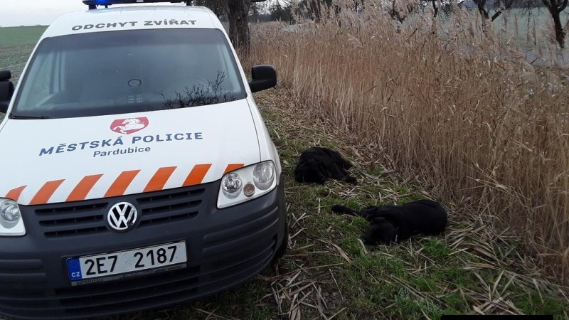 foto Městská policie Pardubice