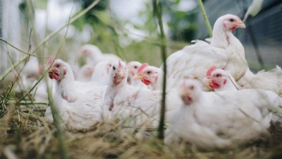 Nedaleko Chocně byla potvrzena nákaza ptačí chřipkou