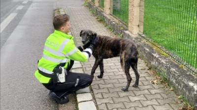 Dopravní policisty při akci navštívil zatoulaný pes