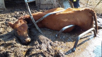 Krávu v bahně uvěznily trubky krmícího zařízení