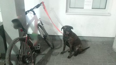 Čerpací stanici obléhal velký černý pes. Obsluha volala o pomoc na stole na 