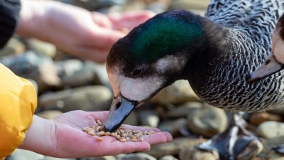 Střádáte suché pečivo pro kachny? Udělejte si z něj raději strouhanku. Poradíme, čím je krmit