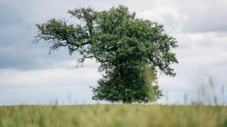 foto: Anketa Strom roku 2023