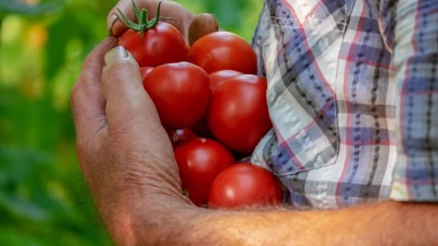 Chcete mít vlastní ovoce či zeleninu? Město Moravská Třebová nabízí volné zahrádky