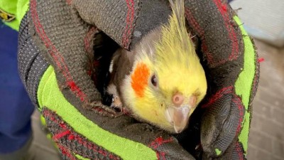 Papoušek přeletěl několik desítek metrů a padl únavou. Zachraňovali ho hasiči