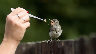 Lipec: záchranná stanice, která pomáhá zvířatům, bez nich by neměla šanci