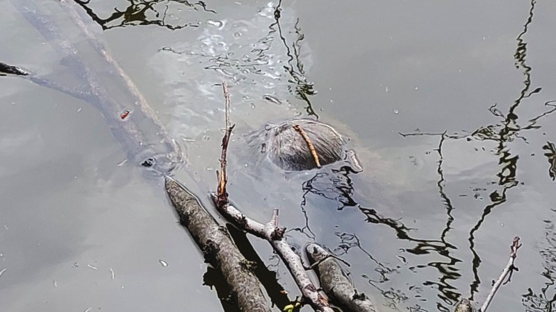 foto zdroj Městsk&aacute; policie Pardubice